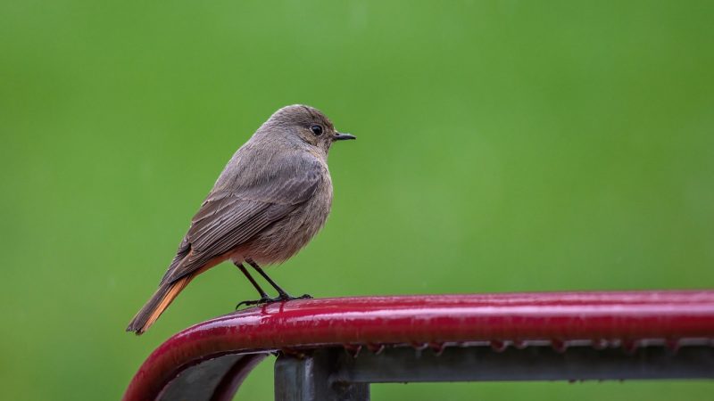 常见问题解答：植物大战僵尸 在线版卡顿、存档丢失 配图