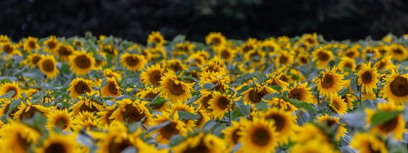 植物大战僵尸在线版精选植物图鉴，向日葵、豌豆射手、寒冰射手、坚果墙等经典植物排列展示