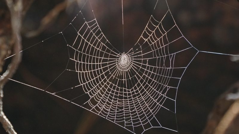 植物大战僵尸 在线搜索全景：全网都在搜什么 配图